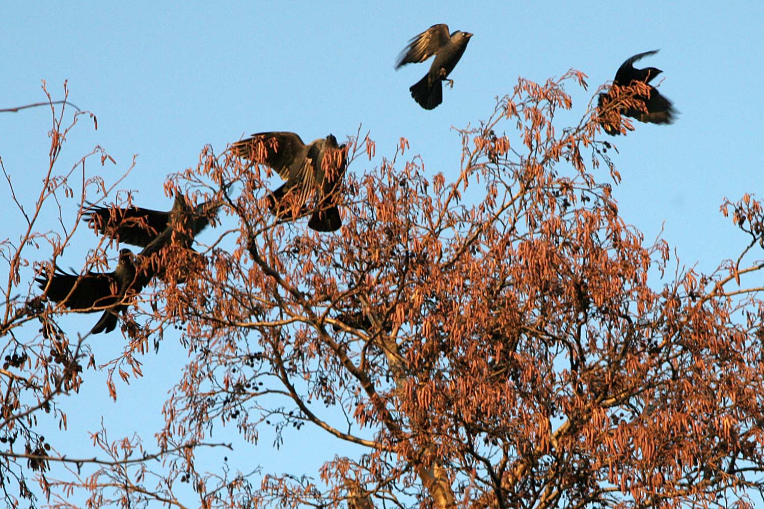 Kauw (Corvus monedula) - © GDP Schipluiden