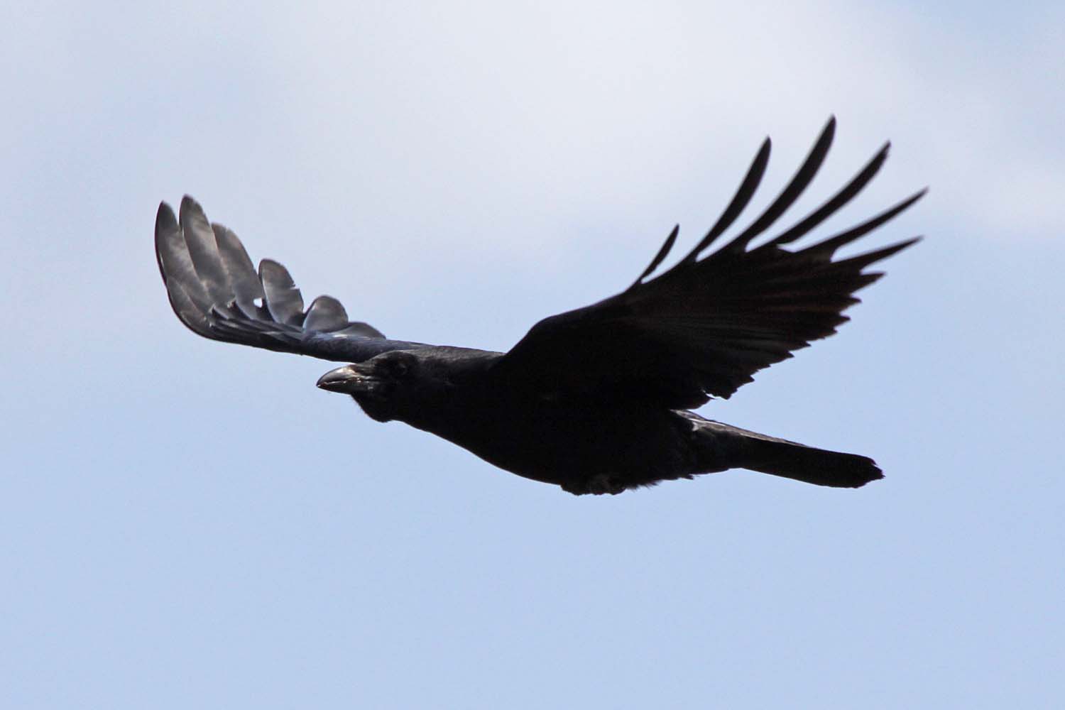 Kraai (Corvus corone) - © GDP Schipluiden