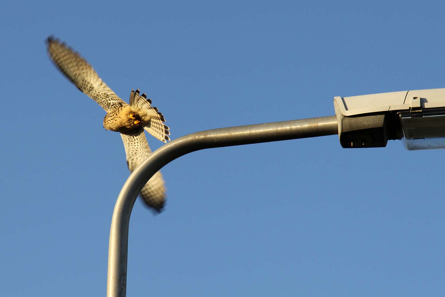 Torenvalk (Falco tinnunculus) - © GDP Schipluiden
