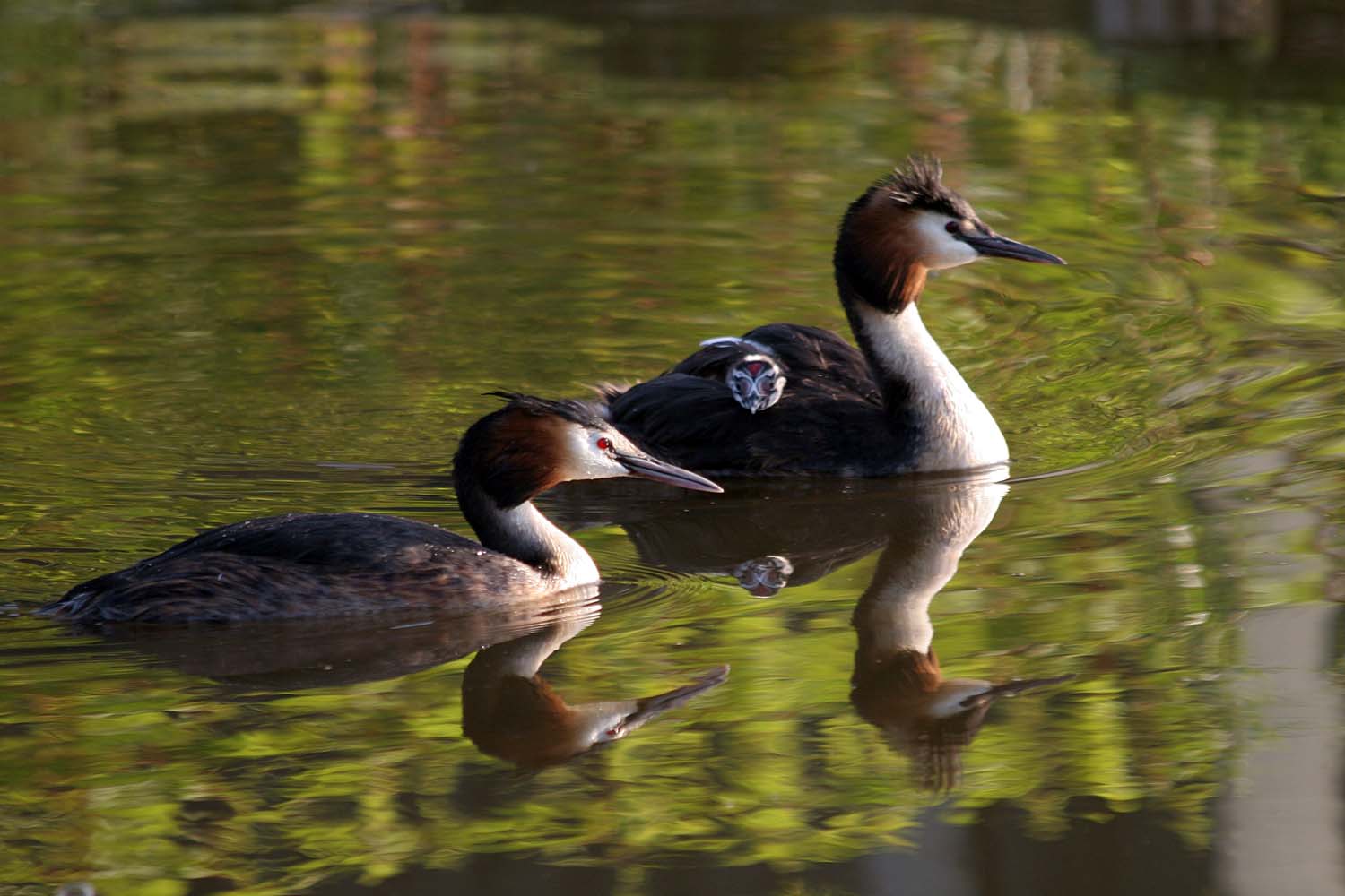 Fuut (podiceps cristatus) - © GDP Schipluiden